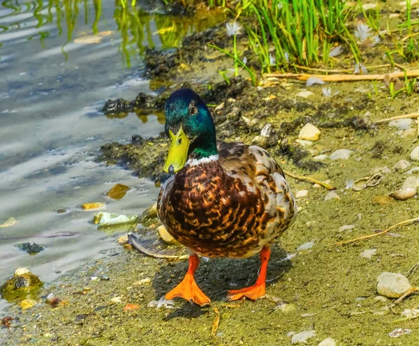 Verde Masculino Mallard Duck Anas Platyrhynchos Pond Vanier Park Vancouver — Fotografia de Stock