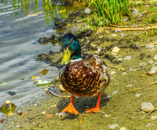 Green Mężczyzna Krzyżówka Kaczki Anas Platyrhynchos Staw Vanier Park Vancouver — Zdjęcie stockowe