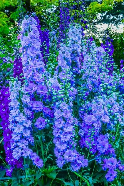 Blue White Delphinium Larkspur Perennial Van Dusen Garden Vancouver British — Stock Photo, Image