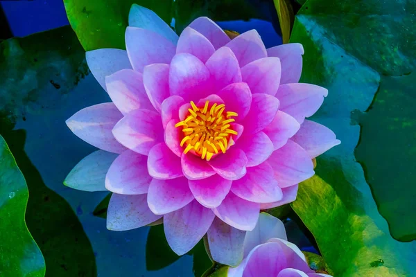 Pink Water Lily Green Lily Pads Perennial Van Dusen Garden — Stock Photo, Image