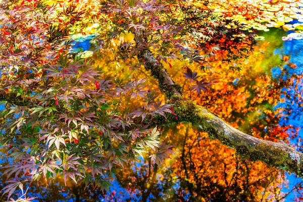 Red Yellow Orange Japanese Maple Trees Reflection Abstract Van Dusen — Stock Photo, Image