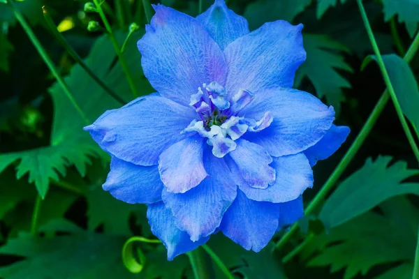 Ljus Blå Vit Delphinium Larkspur Perenn Van Dusen Trädgård Vancouver — Stockfoto