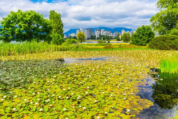 Vit Lily Pond Skyline Vanier Park Vancouver British Columbia Kanada — Stockfoto