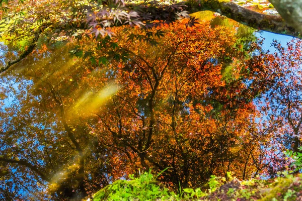 Červený Javor Dlanitolistý Oranžové Stromy Reflexe Abstraktní Zahrada Van Dusen — Stock fotografie