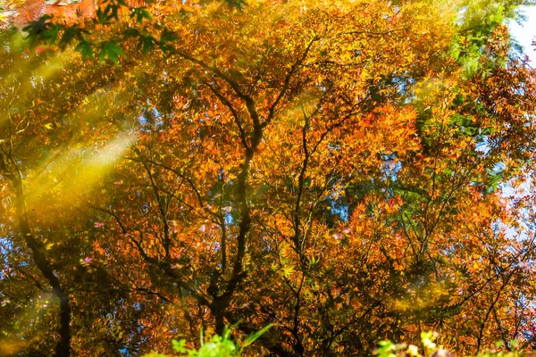 Rote Orange Japanische Ahornbäume Reflektieren Abstrakte Van Dusen Garden Vancouver — Stockfoto