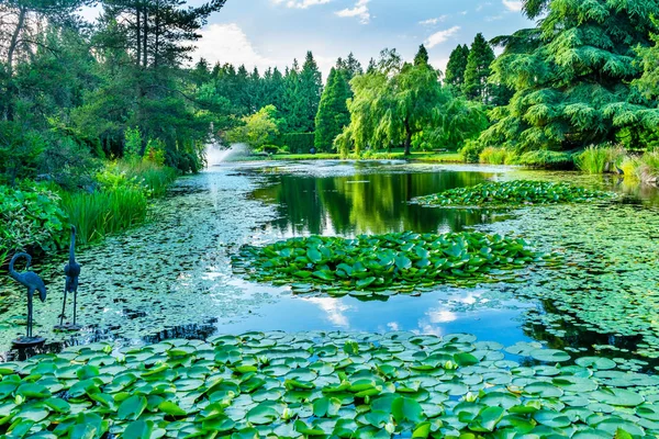 Bird Statues Lily Green Lily Pads Perennial Van Dusen Garden — Stock Photo, Image