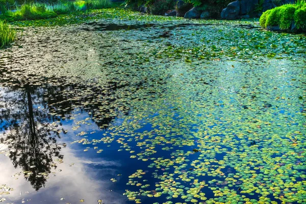 Lily Green Lily Pads Perennial Van Dusen Garden Vancouver British — Stock Photo, Image