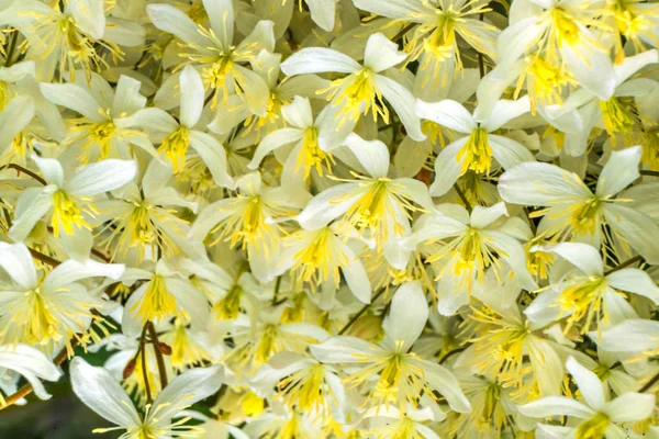 Viele Blumen Weiß Gelb Kalifornien Fawn Lily Close — Stockfoto