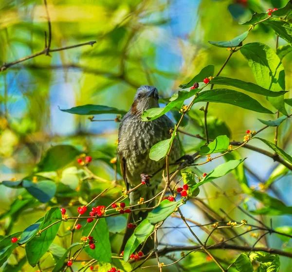 Brown Bird Red Berries Tree Beihai Park Beijing China.  Beihai public Park created 1000 AD. Early 90s, very few birds in Beijing, now coming back