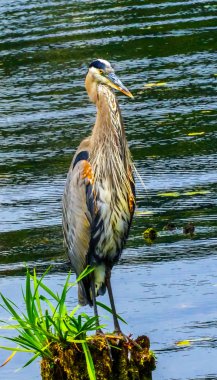 Büyük mavi balıkçıl Ardea herodias Juanita Bay Park Lake Washington Kirkland Washiington