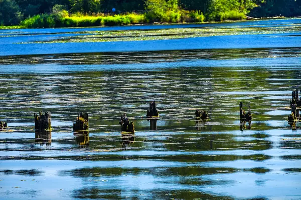 Lake Washington Mavi Yansımaları Ağaç Gövdeleri Juanita Bay Park Lkirkland — Stok fotoğraf