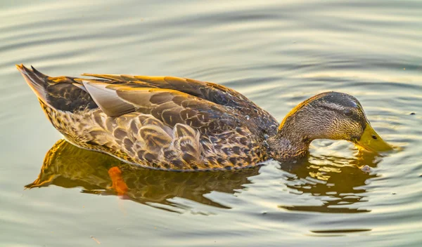 Mallard Duck Alimentación Femenina Juanita Bay Park Lake Washington Kirkland — Foto de Stock