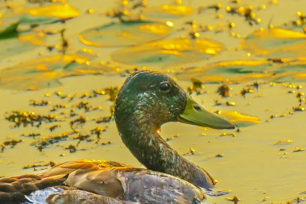 Mallard Duck Feminino Pôr Sol Dourado Juanita Bay Park Lake — Fotografia de Stock