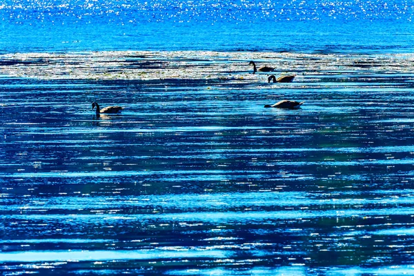 Canada Geese Lake Washington Blue Reflections Tree Trunks Juanita Bay — Stock Photo, Image