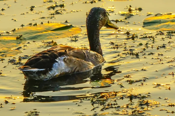 Yeşilbaş Ördek Erkek Golden Sunset Juanita Bay Park Lake Washington — Stok fotoğraf