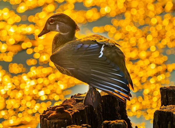 Weibliche Waldente Carolina Duck Aix Sponsa Sitzende Ente Golden Sunset — Stockfoto