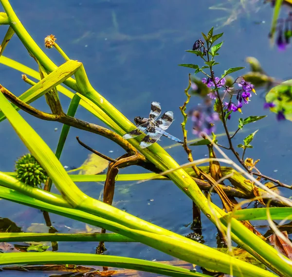 Common Whitetail Dragonfly Duas Asas Transparentes Juanita Bay Park Kirkland — Fotografia de Stock