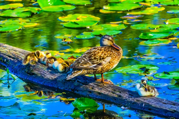 Stockente Weiblich Kleine Entchen Baby Enten Juanita Bay Park Lake — Stockfoto