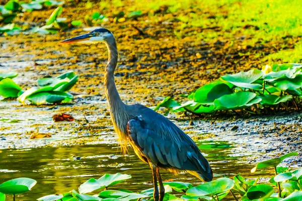 Großer Blauer Reiher Ardea Herodias Juanita Bay Park Lake Washington — Stockfoto