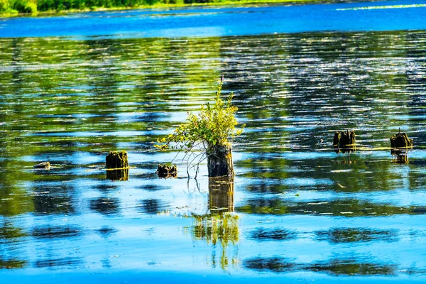 Lake Washington Blue Reflections Tree Trunks Juanita Bay Park Lkirkland — Stock Photo, Image