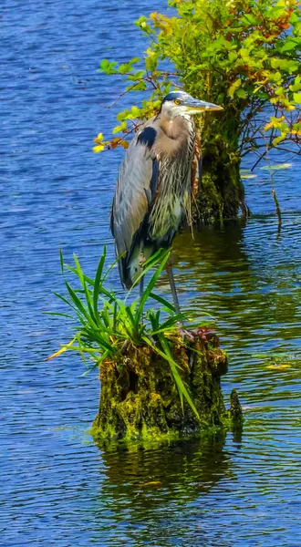 Велика Блакитна Чапля Ardea Іродіядина Хуаніта Bay Парк Washiington Озера — стокове фото