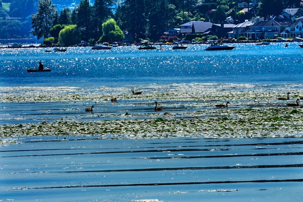 Canada Geese Boats Houses Lake Washington Blue Reflections Tree Trunks — Stock Photo, Image