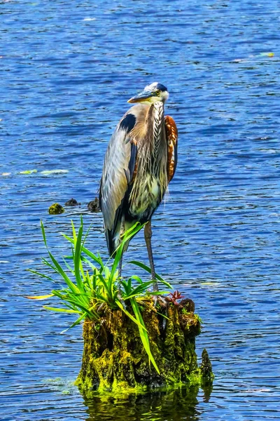 Great Blue Heron Ardea Herodias Juanita Bay Parque Lago Washington — Foto de Stock