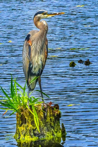 Great Blue Heron Ardea Herodias Juanita Bay Park Lake Washington — Fotografia de Stock