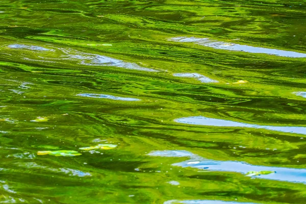 Green Blue Reflectie Abstract Lake Washington Juanita Bay Park Kirkland — Stockfoto