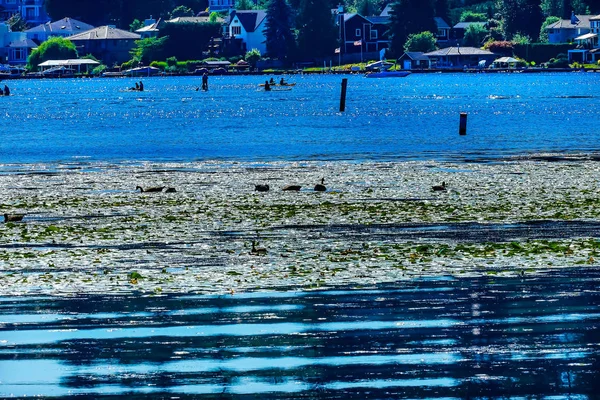Canada Geese Lake Washington Blue Reflections Houses Boats Juanita Bay — Stock Photo, Image