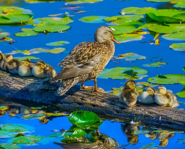 Stockente Weiblich Kleine Entchen Baby Enten Juanita Bay Park Lake — Stockfoto