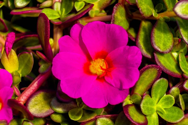 Rosa Ros Moss Trädgård Portulaca Grandiflora Grön Lämnar Närbild Makro — Stockfoto