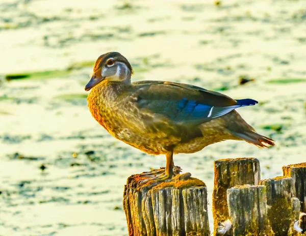 Pato Madeira Feminino Carolina Duck Aix Sponsa Perching Duck Juanita — Fotografia de Stock