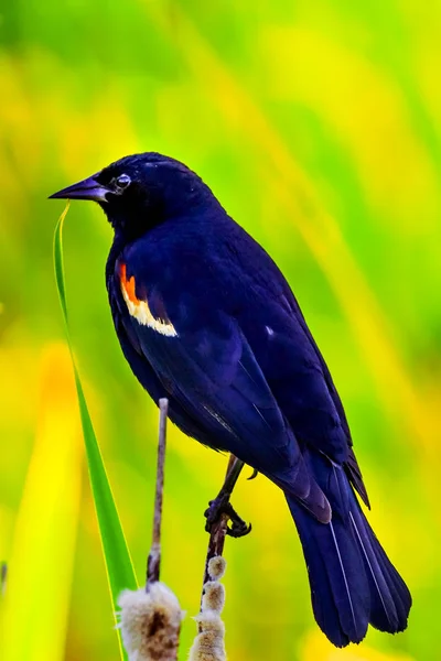 Красное Крыло Blackbird Green Yellow Background Juanita Bay Park Kirkland — стоковое фото