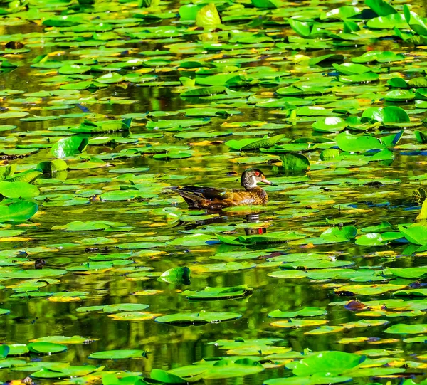 Duck Aix Sponsa Perching Duck Green Lily Pads Juanita Bay — стоковое фото