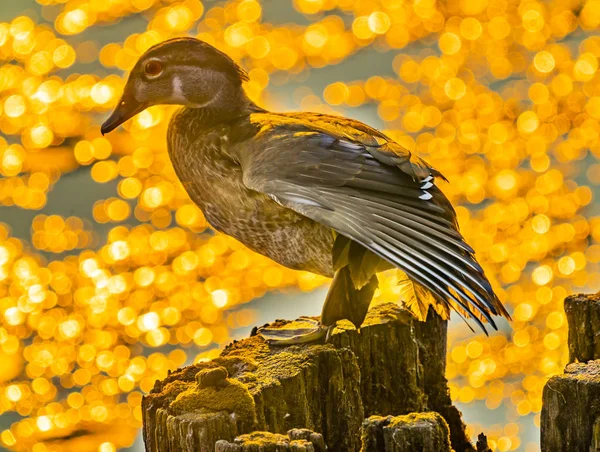 Weibliche Waldente Carolina Duck Aix Sponsa Sitzende Ente Golden Sunset — Stockfoto