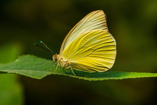 Grote Zuidelijke Wit Gele Vlinder Ascia Monuste Groene Bladeren Seattle — Stockfoto