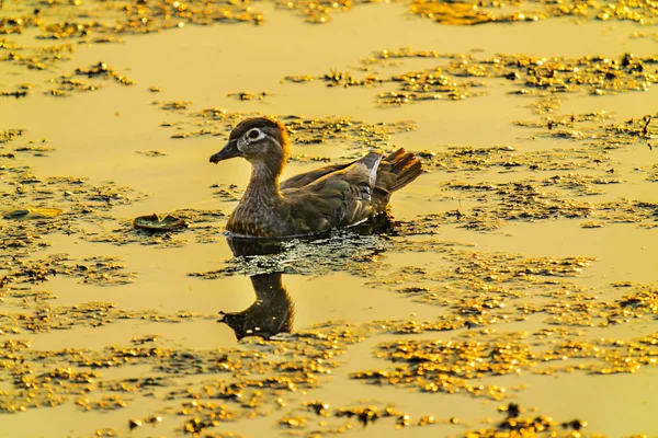 Female Wood Duck Carolina Duck Aix Sponsa Perching Duck Golden Sunset Juanita Bay Park Lake Washington Kirkland Washiington