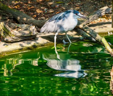 Kırmızı gözü kara tepeli gece balıkçılı Wildilife Nyciticorax cins 