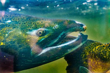 Salmon Oncorhynchus tshawytscha Issaquah Hatchery Washington. Salmon swim up Issaquah creek from  sea to return home to hatchery.. clipart