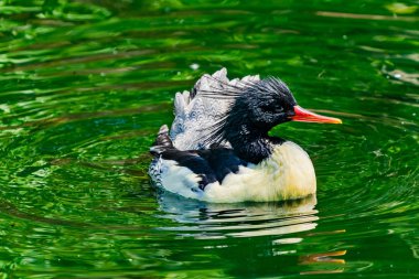 Pullu Merganser Çin Merganser ördek erkek Mergus squamatus yüzme Refletion Seattle Washiington taraflı