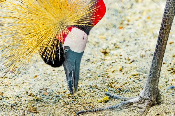 Cinza Branco Vermelho Sul Coroado Crane Comendo Balearica Regulorum — Fotografia de Stock