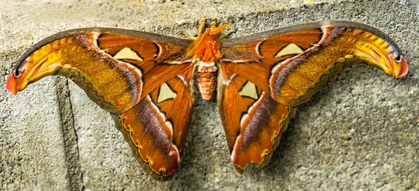 Atlas Moth Attacus Atlas Moth Maior Mariposa Saturnida Mundo — Fotografia de Stock