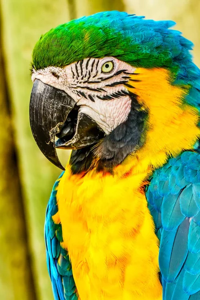 Blue Yellow Feathers Macaw Parrot Ara Ararauna Genus Species — Stock Photo, Image