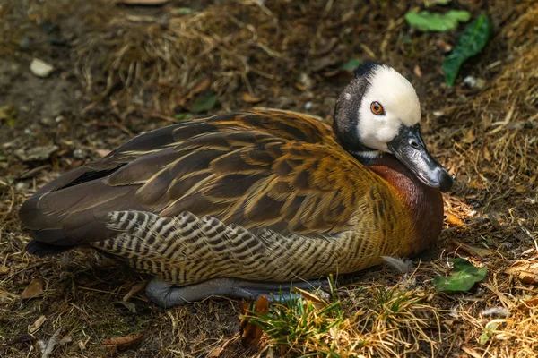 Blaarkoppen Fluiten Duck Dendrocygna Viduata — Stockfoto