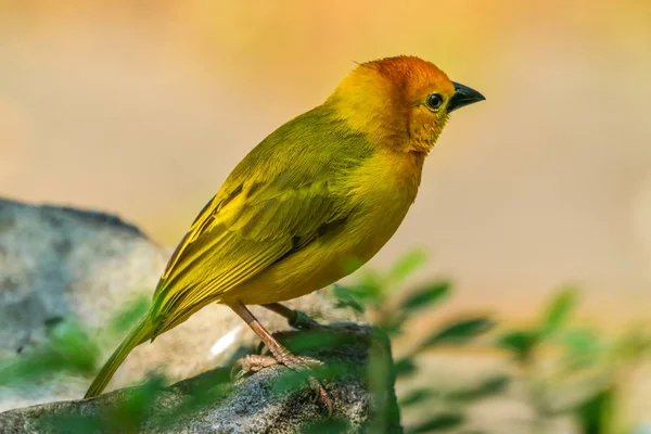 黄色の緑ウィーバー鳥ハタオリドリ科知られているバスケットの織工の巣を — ストック写真