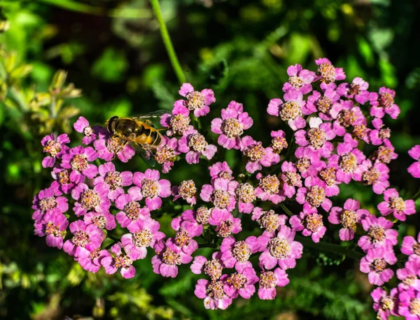 Bumble Bee Söka Pollen Nektar Rosa Vanliga Yarrow Blomma Grön — Stockfoto