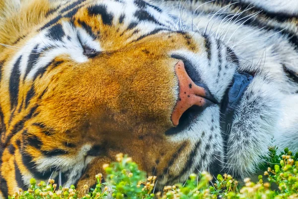 Gyllene Bengal Tiger Ansikte Sover Panthera Tigris — Stockfoto