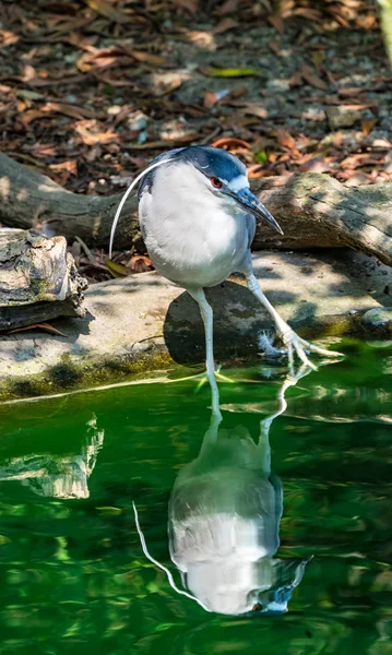 赤目黒戴冠させた夜 Heron Wildilife Nyciticorax — ストック写真