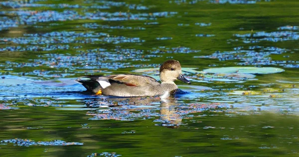 Gadwall Pato Natação Lago Washington Reflexão Mareca Strepera — Fotografia de Stock